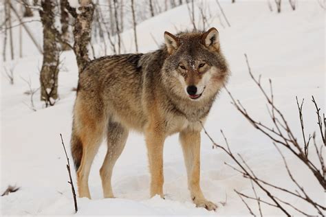 5 Largest Wolves in the World - Largest.org