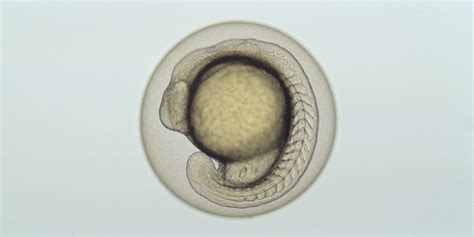 Fish Embryo Acute Toxicity (FET) test: workshop report available | Umweltbundesamt