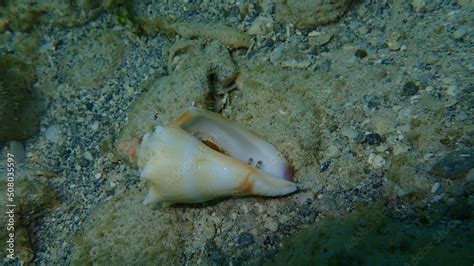 Sea snail Florida fighting conch (Strombus alatus) on the Atlantic ...