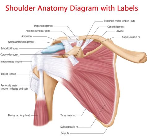 Diagram Of Shoulder Ligaments - Shoulder Joint Cross Section - Medical ...