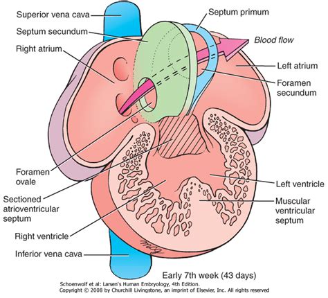 Cardiac Septa - Lab Dab...Lab Dab