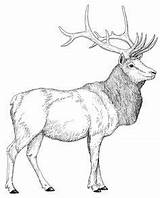 Elk Coloring Pages  Best For Kids Pictures Adult sketch template