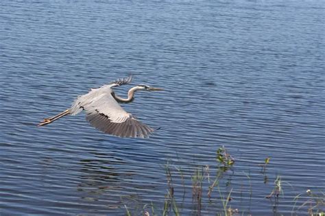 Warning: Lake George, Florida - Floridaing