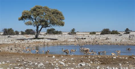 Bespoke Safaris in Etosha National Park, Namibia - Journeys by Design