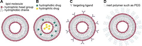 Lipid Nanoparticles─From Liposomes to mRNA Vaccine Delivery, a Landscape of Research Diversity ...