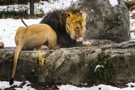 Feeding lion stock photo. Image of animals, head, furry - 33363152