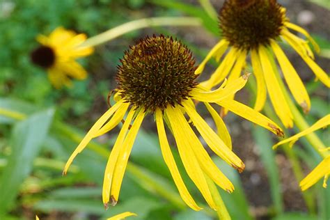 Yellow Coneflowers: Care and Growing Guide