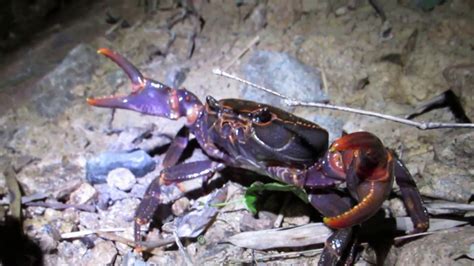 freshwater mountain crab in central China - YouTube