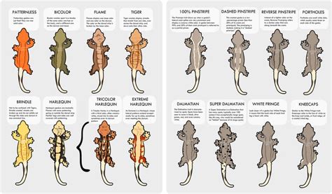 Creating a Little Morph & Trait Chart—Feedback Appreciated! | Gecko terrarium, Crested gecko ...