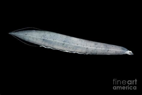 Leptocephalus Larva Photograph by Danté Fenolio | Fine Art America