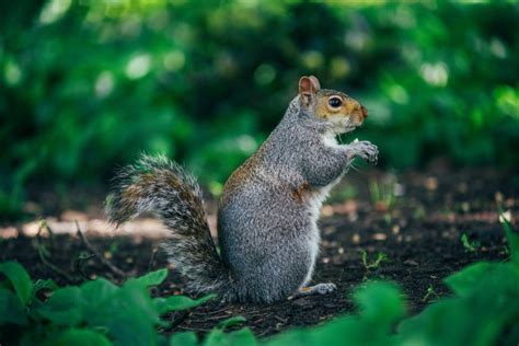 Best Tips for Baby Squirrel Care