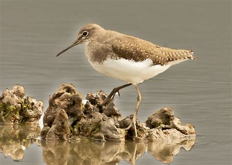 Green Sandpiper | BirdForum