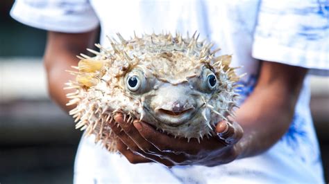 Five Men Hospitalized After Eating Poisonous Fugu - Eater