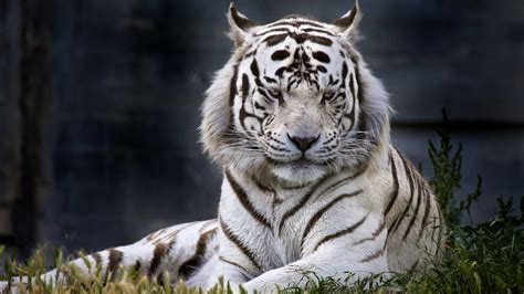 Hd White Tiger Wallpapers 1080p