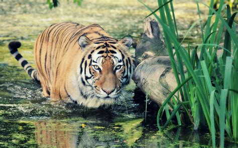 Wildlife of the World: Tiger Desktop Wallpapers HD