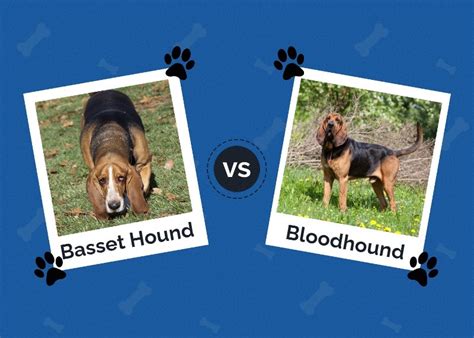 Are Basset Hound Related To Blood Hounds