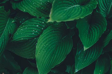 Plants With Dark Green Leaves : The Ultimate Guide