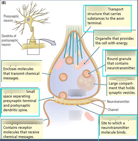 Presynaptic Cell Anatomy Diagram | Quizlet