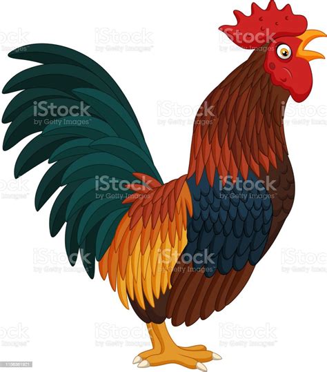 Cartoon Rooster Crowing On White Background Stock Illustration ...