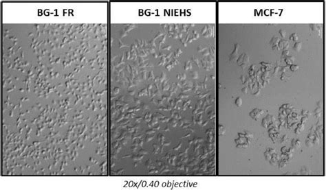 Cell morphology imaging of BG-1 FR, BG-1 NIEHS and MCF-7 cell lines ...