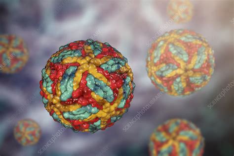 St. Louis encephalitis virus particles, illustration - Stock Image ...