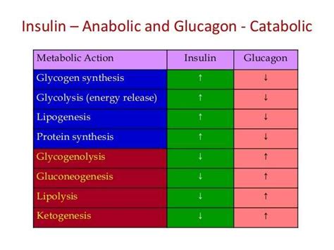 Hormones and Bodybuilding: Glucagon • Bodybuilding Wizard