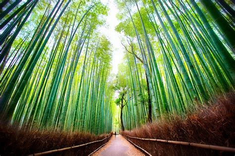 an image of a bamboo forest that looks like it is going down the road to get there