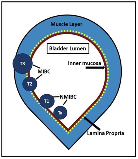 Lamina Propria Bladder