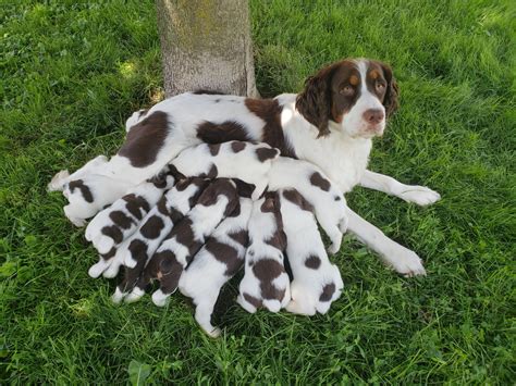 English Springer Spaniel Puppies For Sale | Romulus, MI #277537