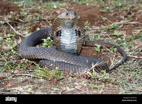 SPECTACLED COBRA. Naja naja. Venomous, common. Genus of venomous elapid ...