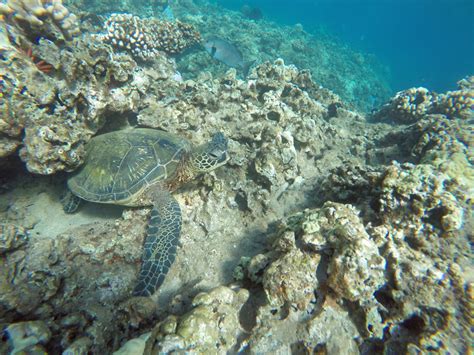 Honolua Bay | The Best Snorkeling in Maui | Seattle Bloggers