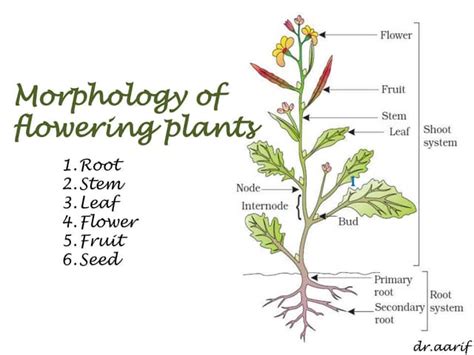 Morphology of flowering plants - I (root, stem & leaf) | PPT