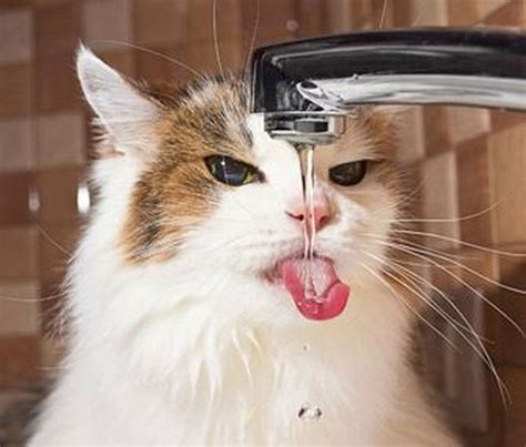 Cats Drinking Water 17 | Funny cats in water, Cat facts, Cat drinking