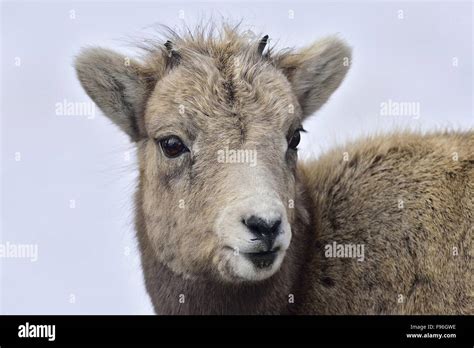 Baby bighorn sheep hi-res stock photography and images - Alamy