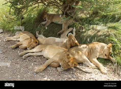 Pride of African Lions (Panthera leo) sleeping under a bush in the Serengeti, Tanzania Stock ...