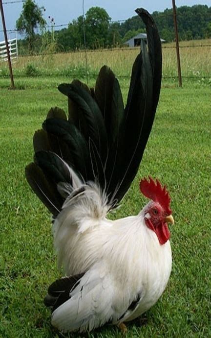 Black tail Japanese Bantam Rooster | Hen & Rooster Obsession ...