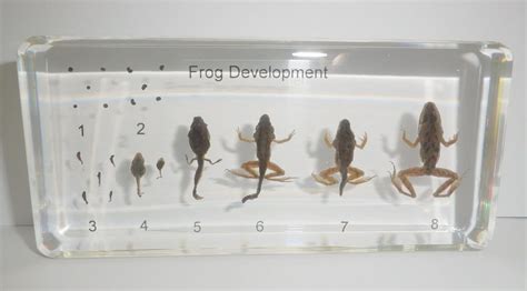 Frog Life Cycle Set East Asian Bullfrog 8 Stages Animal Specimen Learning Aid | eBay | Lifecycle ...