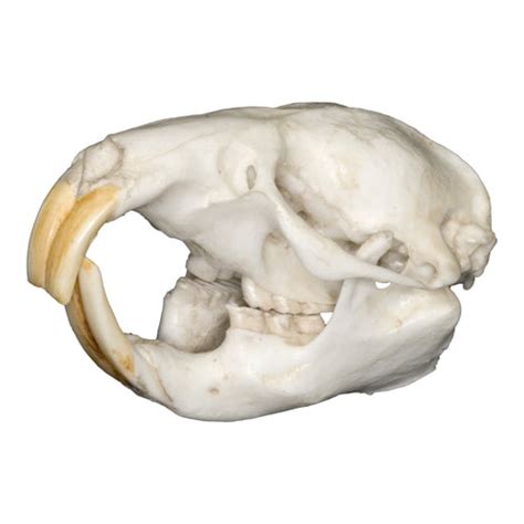 Replica East African Mole Rat Skull For Sale – Skulls Unlimited International, Inc.