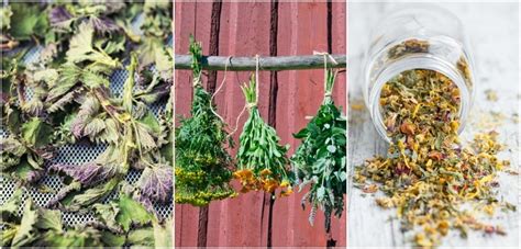 6 Easy Ways To Dry Fresh Herbs To Enjoy All Year Round