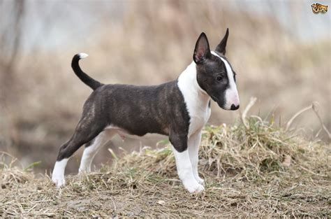 English Bull Terrier Puppies | www.pixshark.com - Images Galleries With ...