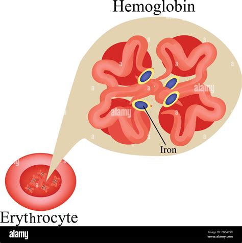 Hemoglobin within red blood cell. Erythrocyte. Hemoglobin. Infographics. Vector Illustration ...