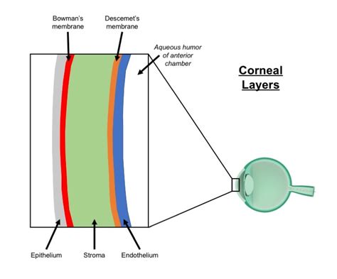 [Figure, Cornea Diagram. Schematic of cornea (not to scale ...