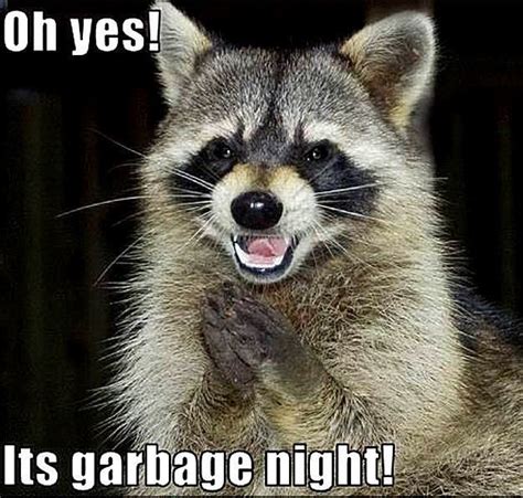 Excellent Raccoon Meme