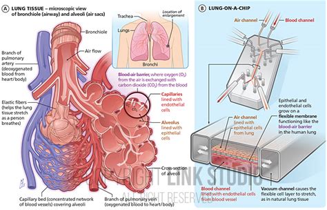 Lung-On-A-Chip - Link Studio - Medical Illustration