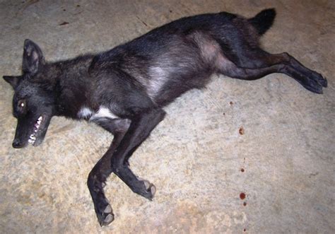 Black Coyote | Hunting and Wildlife Blog by Zach WIlleford, Wildlife ...