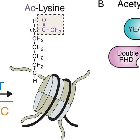 (PDF) Acetylation Reader Proteins: Linking Acetylation Signaling to Genome Maintenance and Cancer