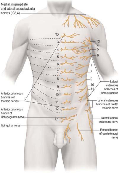 Chest wall and breast | Basicmedical Key