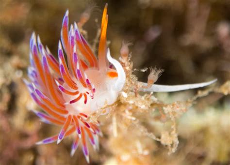 Nudibranchs in Their Habitat Stock Photo - Image of ermine, environment ...