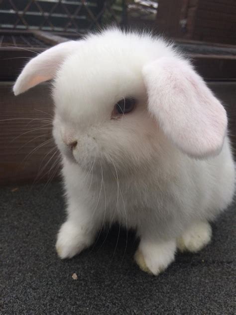 Baby Mini Lop Eared Rabbits For Sale - Ready Now - £40 each | in Chester Le Street, County ...