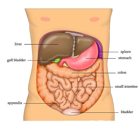 Organs in the Four Abdominal Quadrants - Video & Lesson Transcript | Study.com